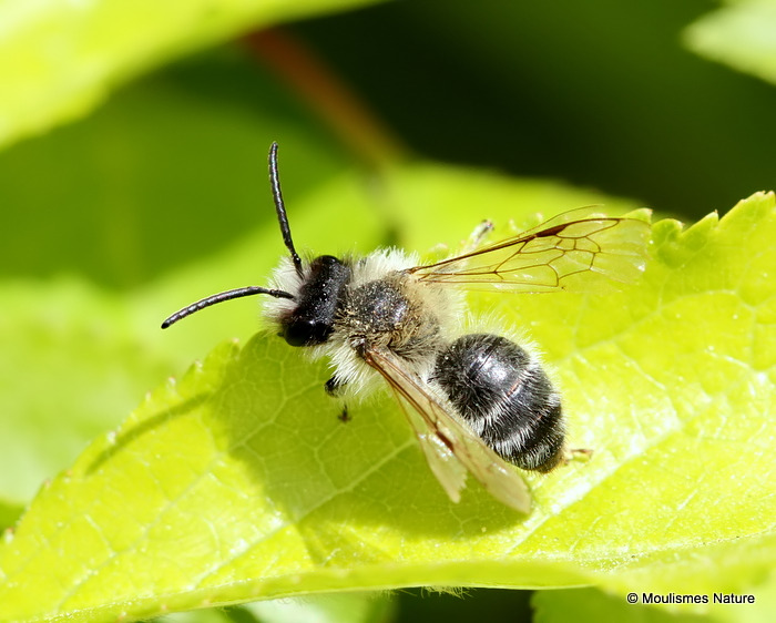 Unidentified bee sp.