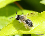 Unidentified bee sp.