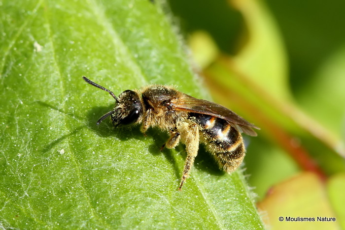 Lasioglossum bee sp. F
