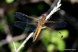 Scarce Chaser (Libellula fulva) F-imm