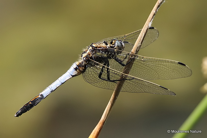 White-tailed Skimmer (Orthetrum albistylum) M
