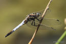 White-tailed Skimmer (Orthetrum albistylum) M