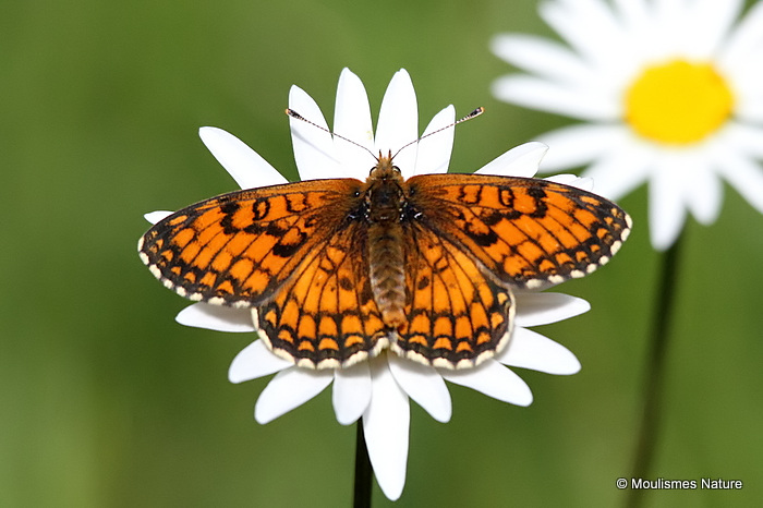 Meadow Fritillary (Mellicta parthenoides) M