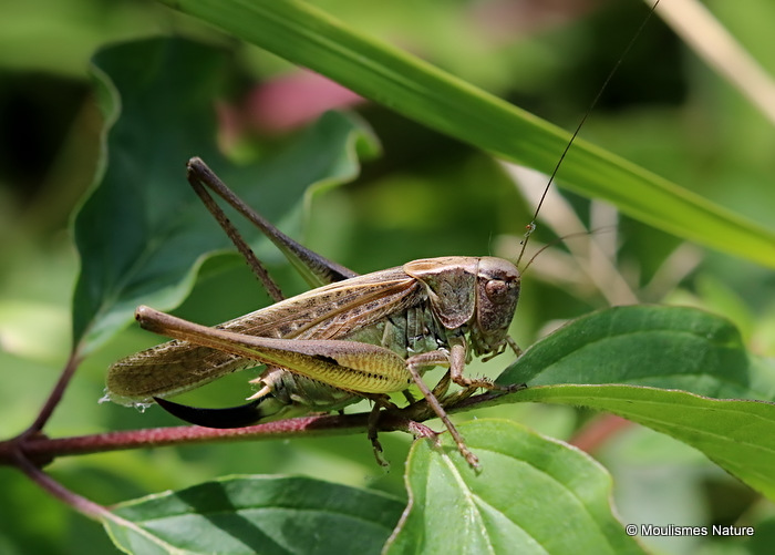 Grey Bush-cricket (Platycleis a. albopunctata) F