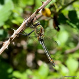 Downy Emerald (Cordulia aenea) F