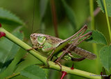 Grey Bush-cricket (Platycleis a. albopunctata) F