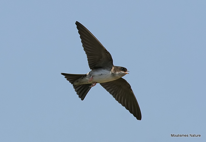 Common House Martin (Delichon urbicum) juv, Hirondelle de fenêtre