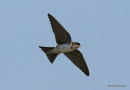 Common House Martin (Delichon urbicum) juv, Hirondelle de fenêtre