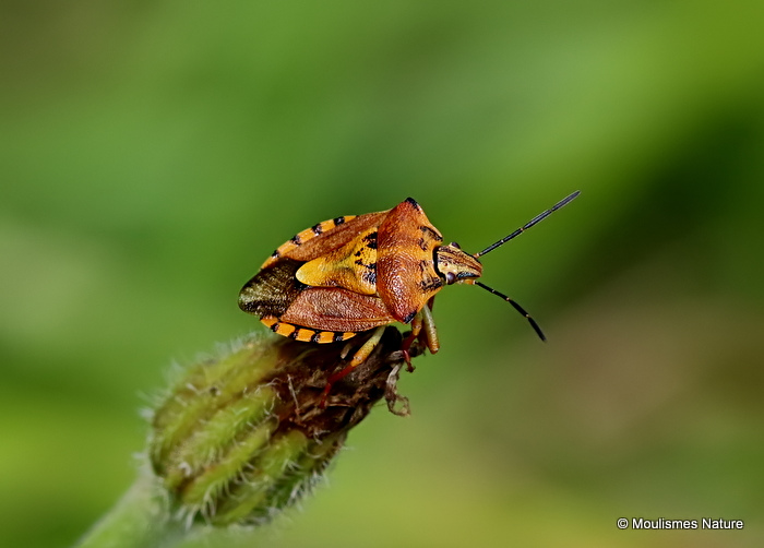 Shield Bug sp. Carpocoris fuscispinus