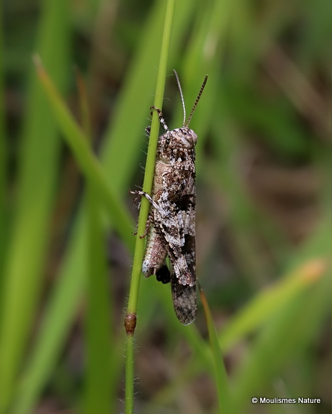 Unidentified Oedipoda sp.