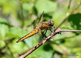 Scarce Chaser (Libellula fulva) F-imm