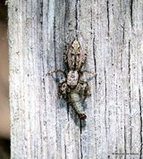 Fencepost jumper (Marpissa muscosa) F