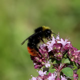 Red-tailed bumblebee (Bombus lapidarius) M