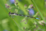 Dainty Damselfly (Coenagrion scitulum) M-imm