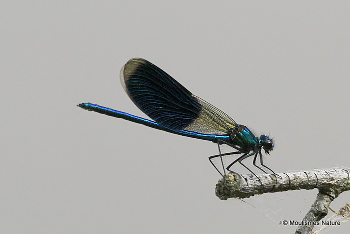 Banded Demoiselle (Calopteryx splendens) M