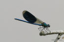 Banded Demoiselle (Calopteryx splendens) M