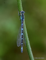 Dainty Damselfly (Coenagrion scitulum) F