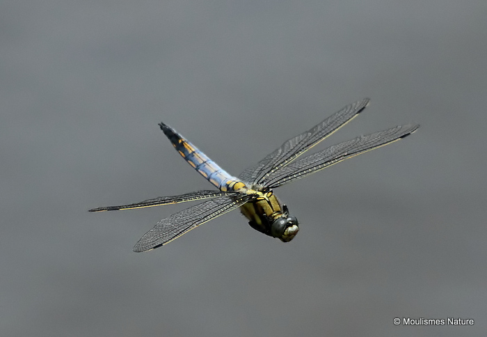 Black-tailed Skimmer (Orthetrum cancellatum) M