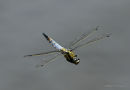 Black-tailed Skimmer (Orthetrum cancellatum) M