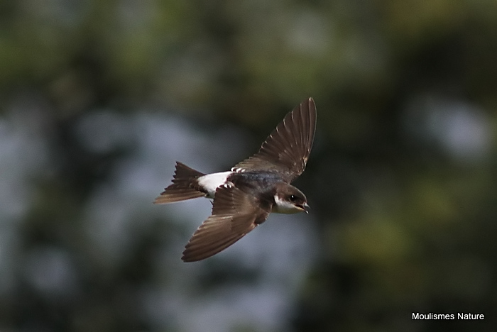 Common House Martin (Delichon urbicum) juv, Hirondelle de fenêtre