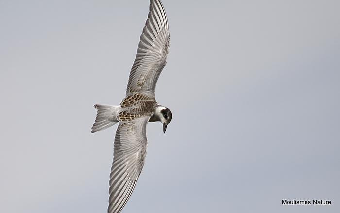 Chlidonias hybridus juv