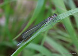 Azure Damselfly (Coenagrion puella) F-ten