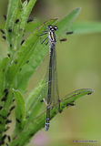 Dainty Damselfly (Coenagrion scitulum) F-imm