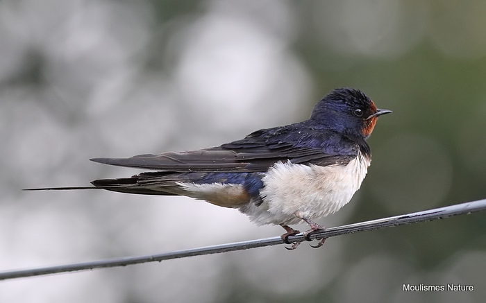 Barn Swallow (Hirundo rustica) ad-M, Hirondelle rustique