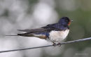 Barn Swallow (Hirundo rustica) ad-M, Hirondelle rustique