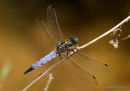Black-tailed Skimmer (Orthetrum cancellatum) M, Orthetrum reticule