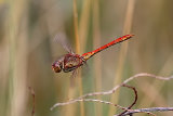 Southern Darter (Sympetrum meridionale) M