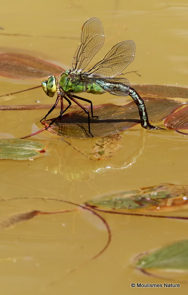 Emperor (Anax imperator) F