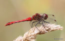 11 - Ruddy Darter > Common Darter