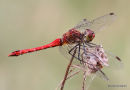 Ruddy Darter (Sympetrum sanguineum) M
