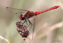 Ruddy Darter (Sympetrum sanguineum) M