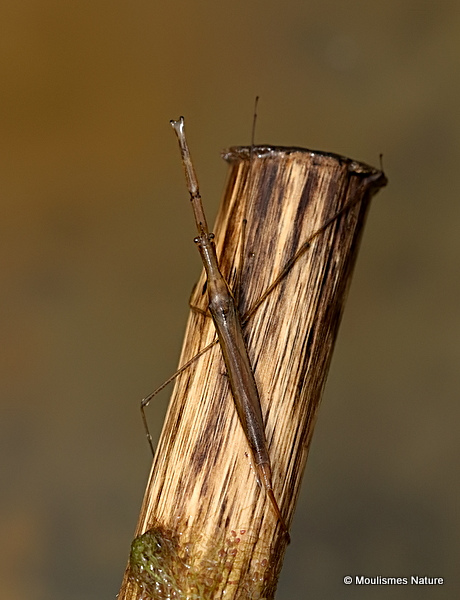 Water Stick Insect (Ranatra linearis)
