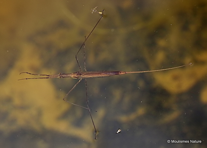 Water Stick Insect (Ranatra linearis)