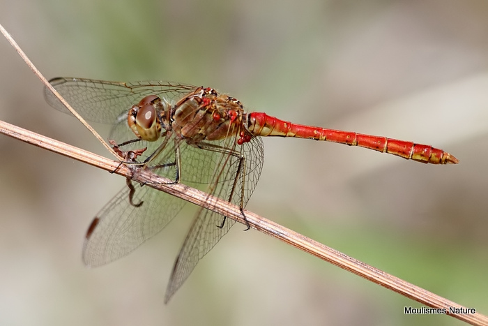 Southern Darter (Sympetrum meridionale) M