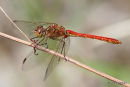 Southern Darter (Sympetrum meridionale) M
