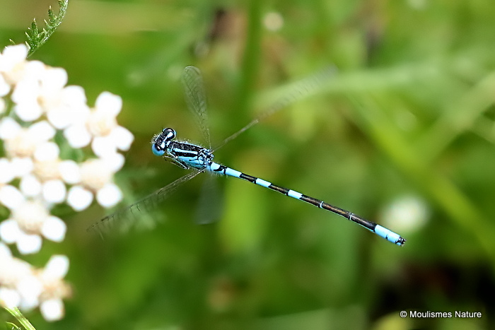 Dainty Damselfly (Coenagrion scitulum) M