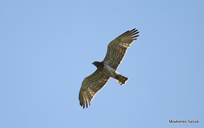 Short-toed Eagle (Circaetus gallicus) Ad