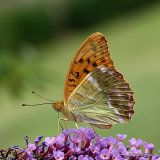 Silver-washed Fritillary (Argynnis paphia) M