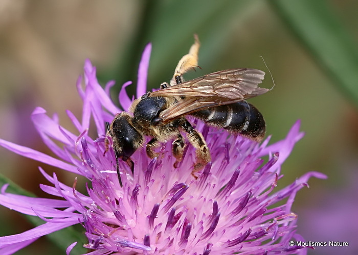 Giant Furrow Bee (Halictus quadricinctus)