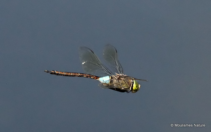 Lesser Emperor (Anax parthenope) M