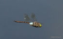 Lesser Emperor (Anax parthenope) M