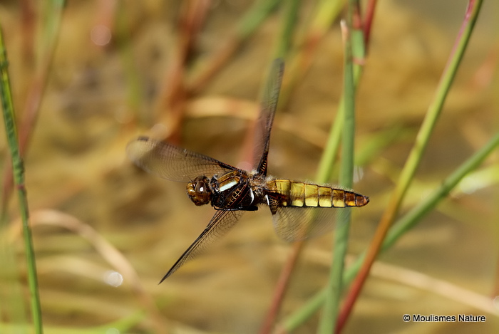 Broad-bodied Chaser (Libellula depressa) F