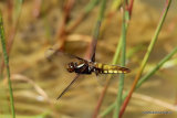 Broad-bodied Chaser (Libellula depressa) F
