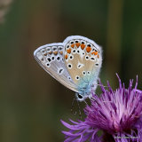Common Blue (Polyommatus icarus) M
