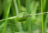Green Tortoise Beetle (Cassida viridis)