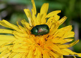 Leaf Beetle sp. Cryptocephalus aureolus